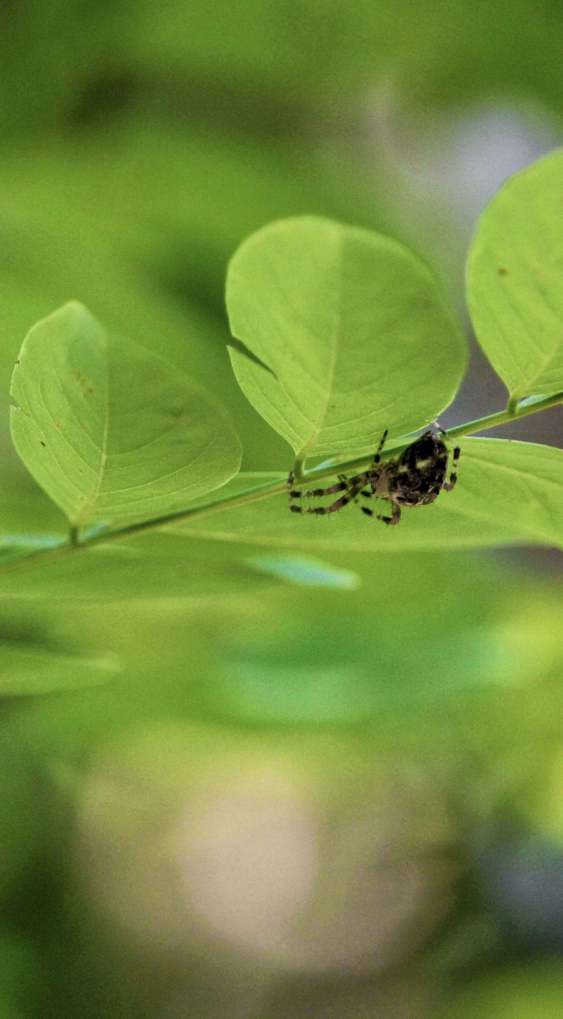 a bug on a leaf