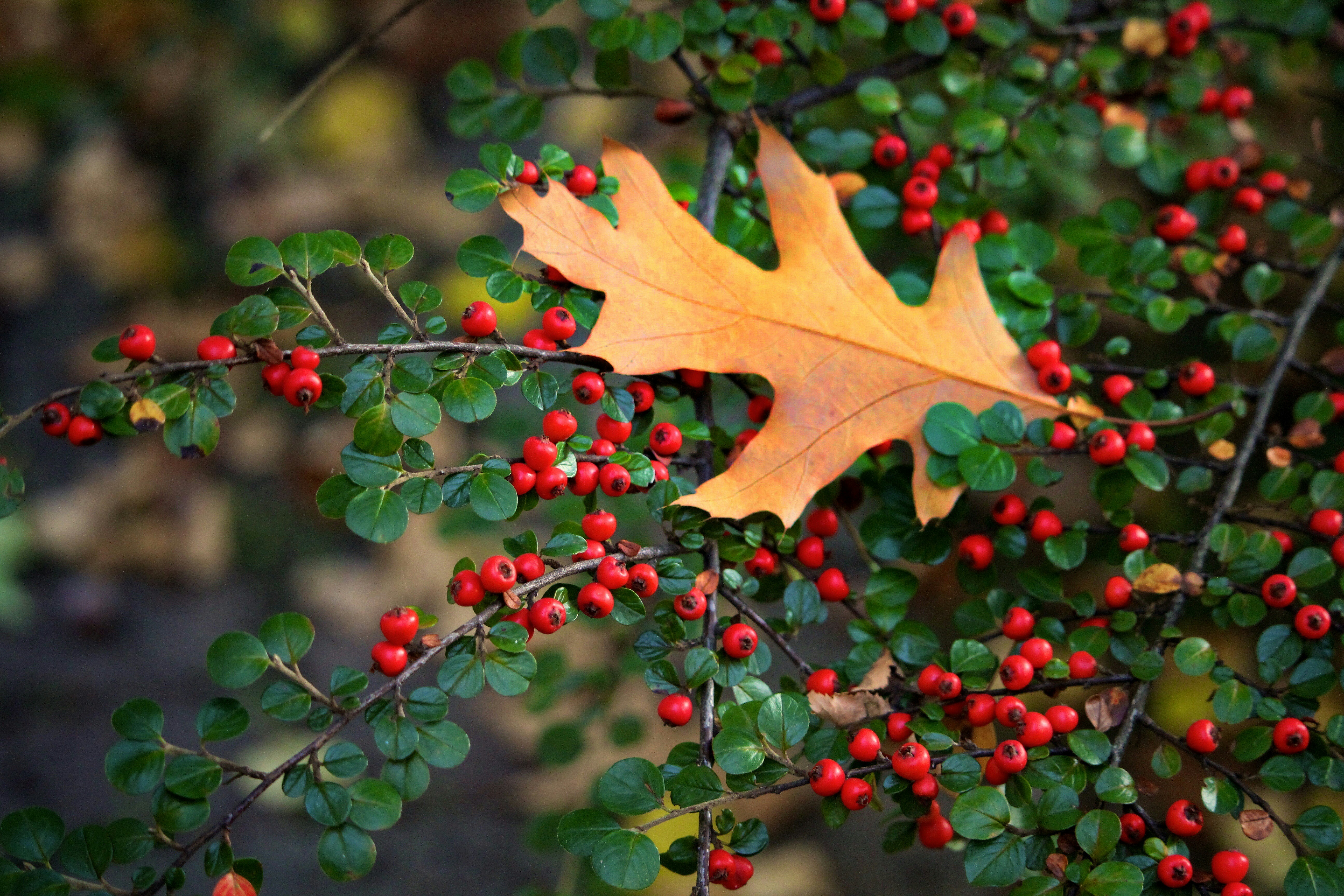 a leaf on a branch with red berries