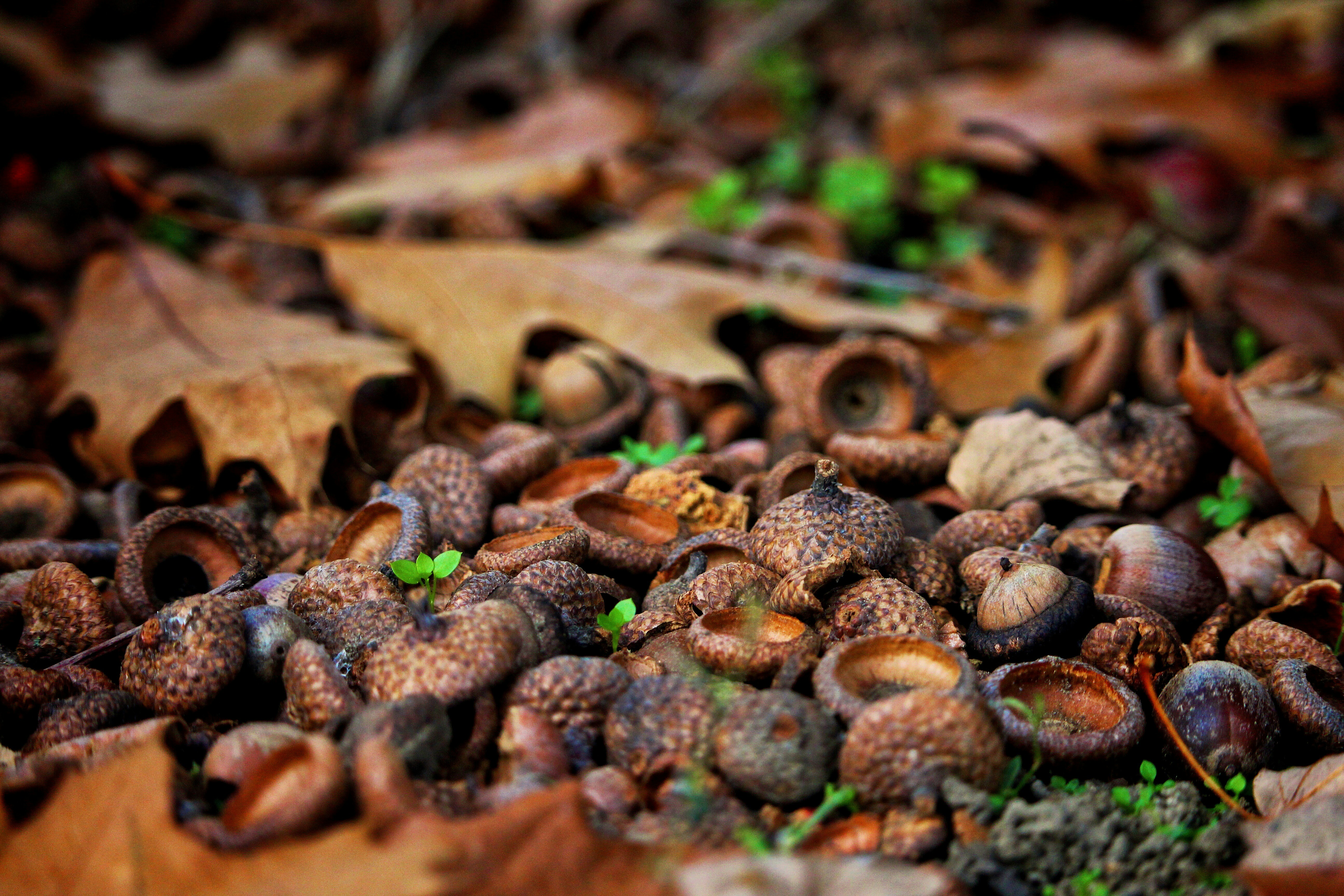 a close up of some mushrooms