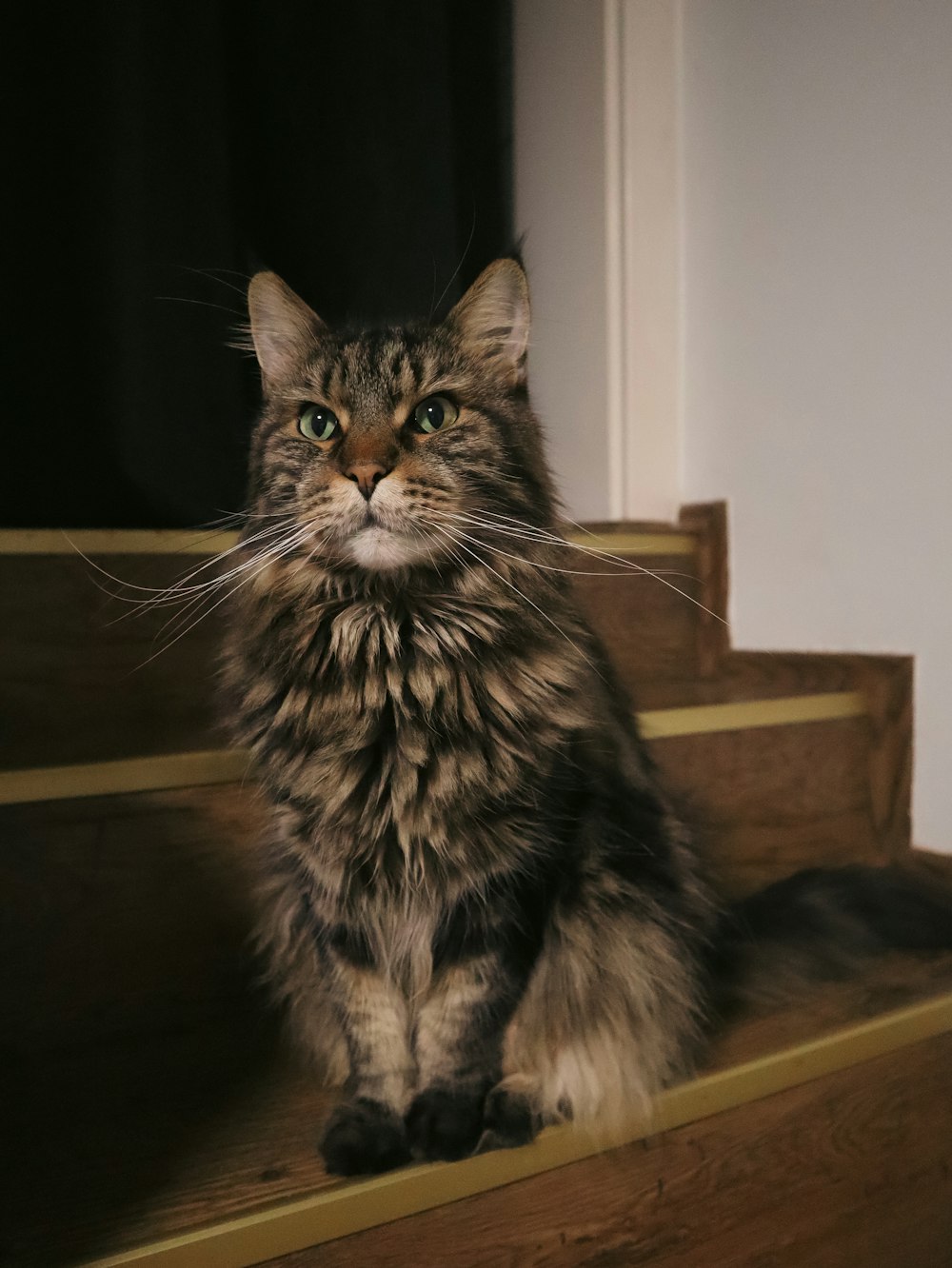 a cat sitting on a table