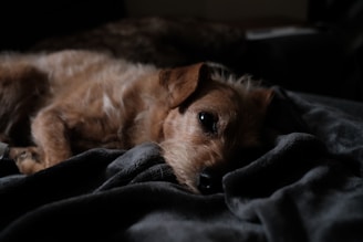 a small dog lying on a bed