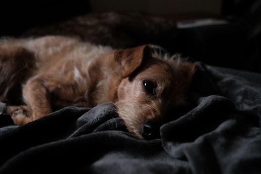 a small dog lying on a bed