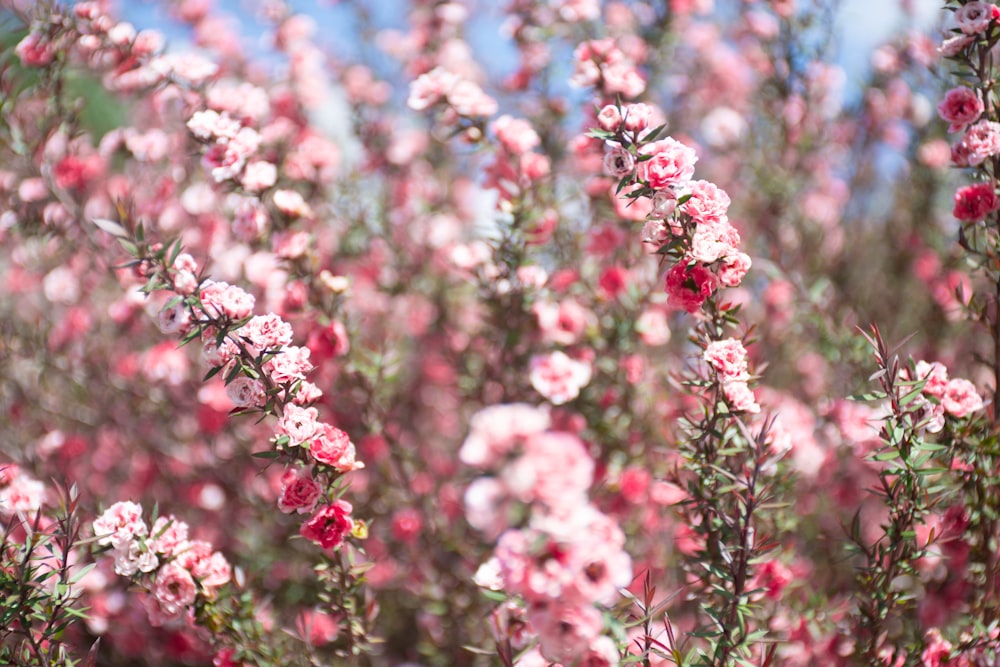 a close up of pink flowers