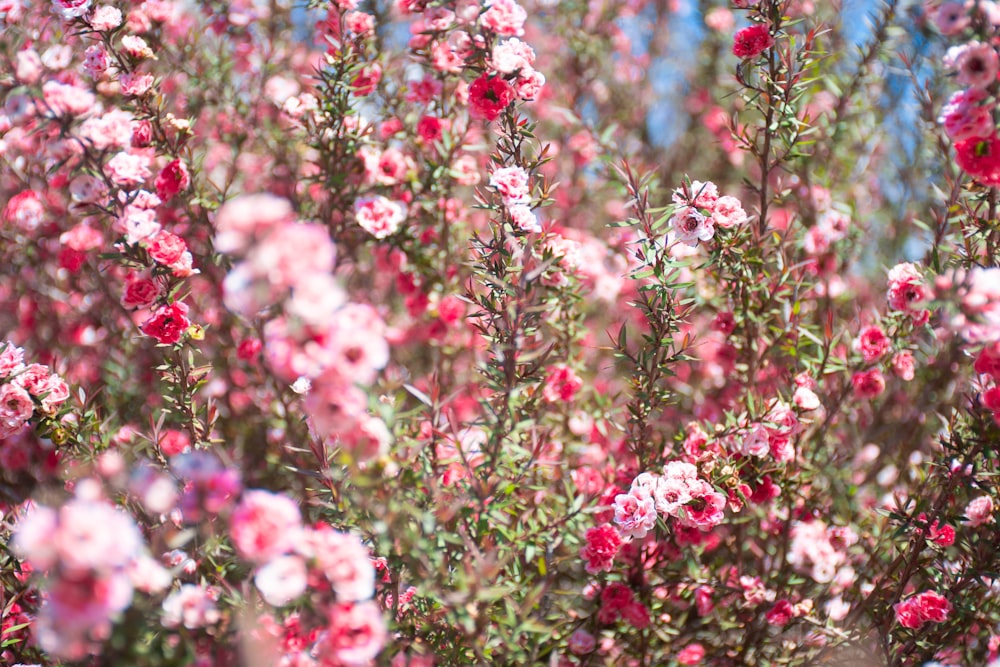 a bush with pink flowers