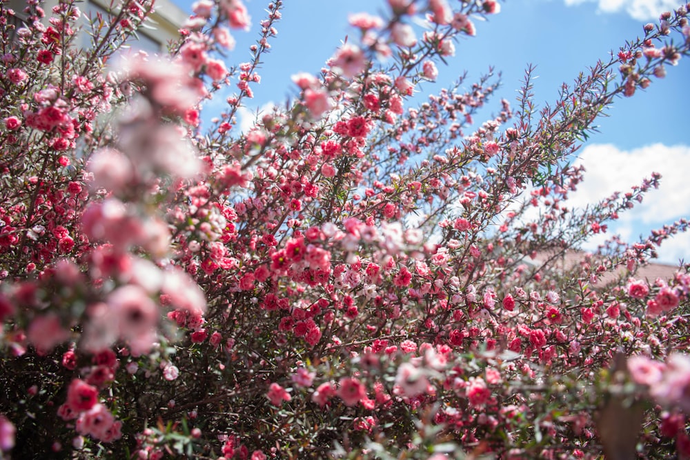 a tree with pink flowers