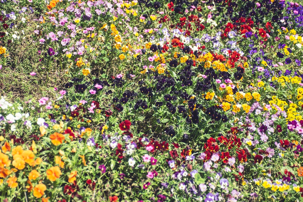 a field of colorful flowers