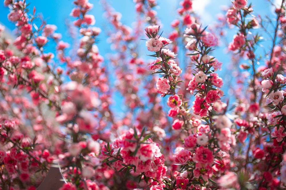 a tree with pink flowers