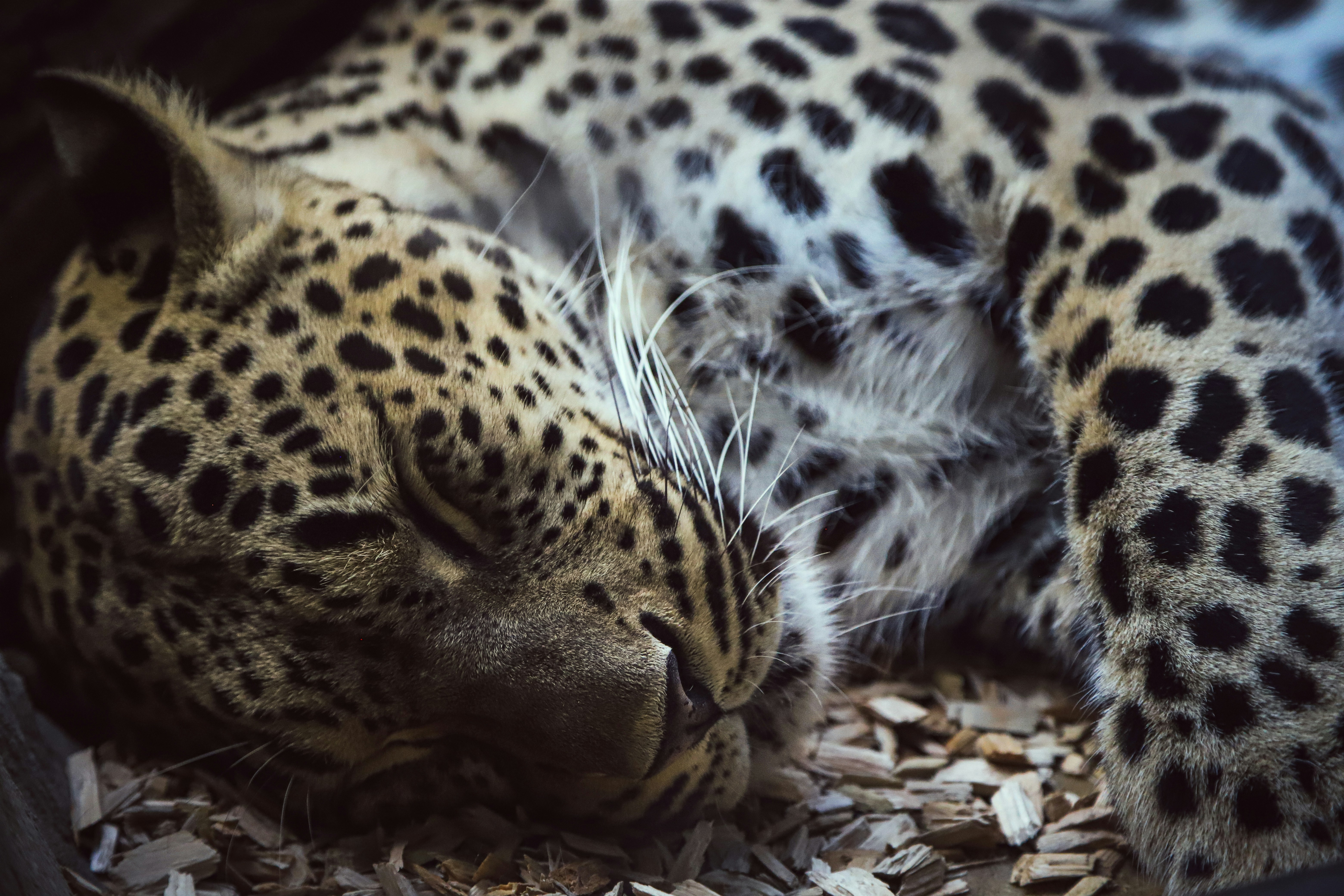 a cheetah lying down