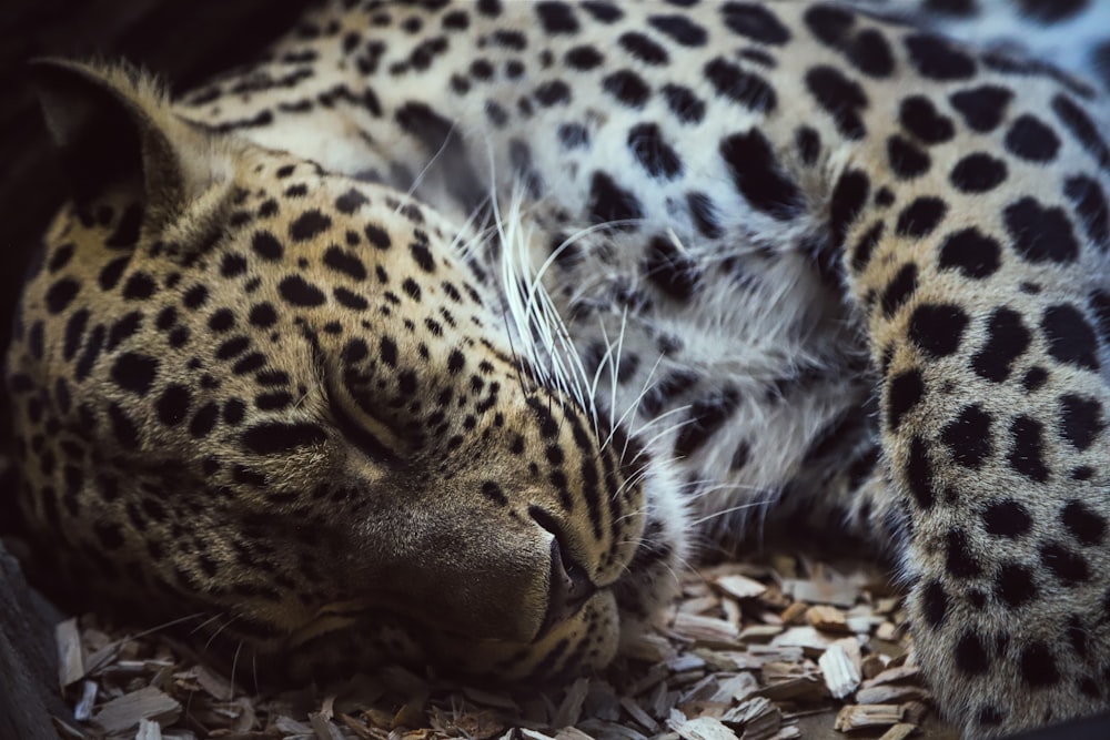 a cheetah lying down