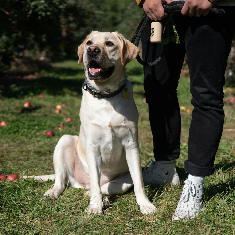 a dog sitting on grass