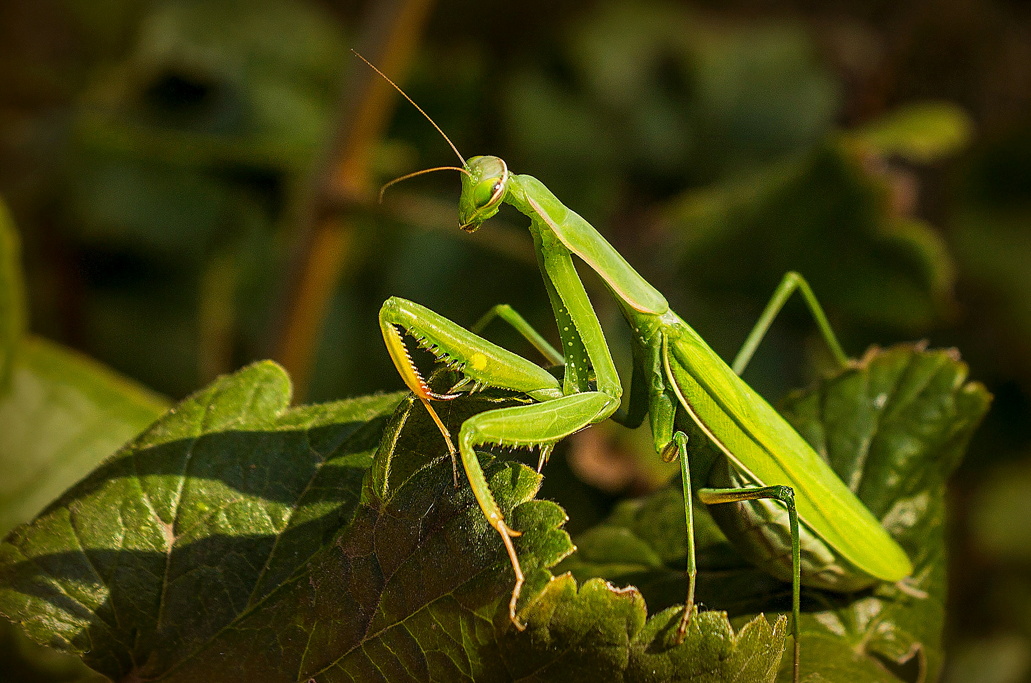 Photo by olgamusiichuck