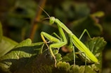 A bright green praying mantis is perched on a leafy plant, blending well with the natural environment. The mantis has elongated limbs and antennae, with its body showing intricate details and textures.
