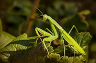 A bright green praying mantis is perched on a leafy plant, blending well with the natural environment. The mantis has elongated limbs and antennae, with its body showing intricate details and textures.