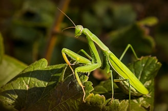 A bright green praying mantis is perched on a leafy plant, blending well with the natural environment. The mantis has elongated limbs and antennae, with its body showing intricate details and textures.