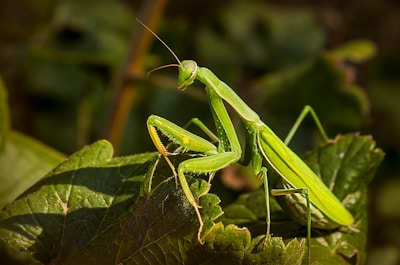A bright green praying mantis is perched on a leafy plant, blending well with the natural environment. The mantis has elongated limbs and antennae, with its body showing intricate details and textures.