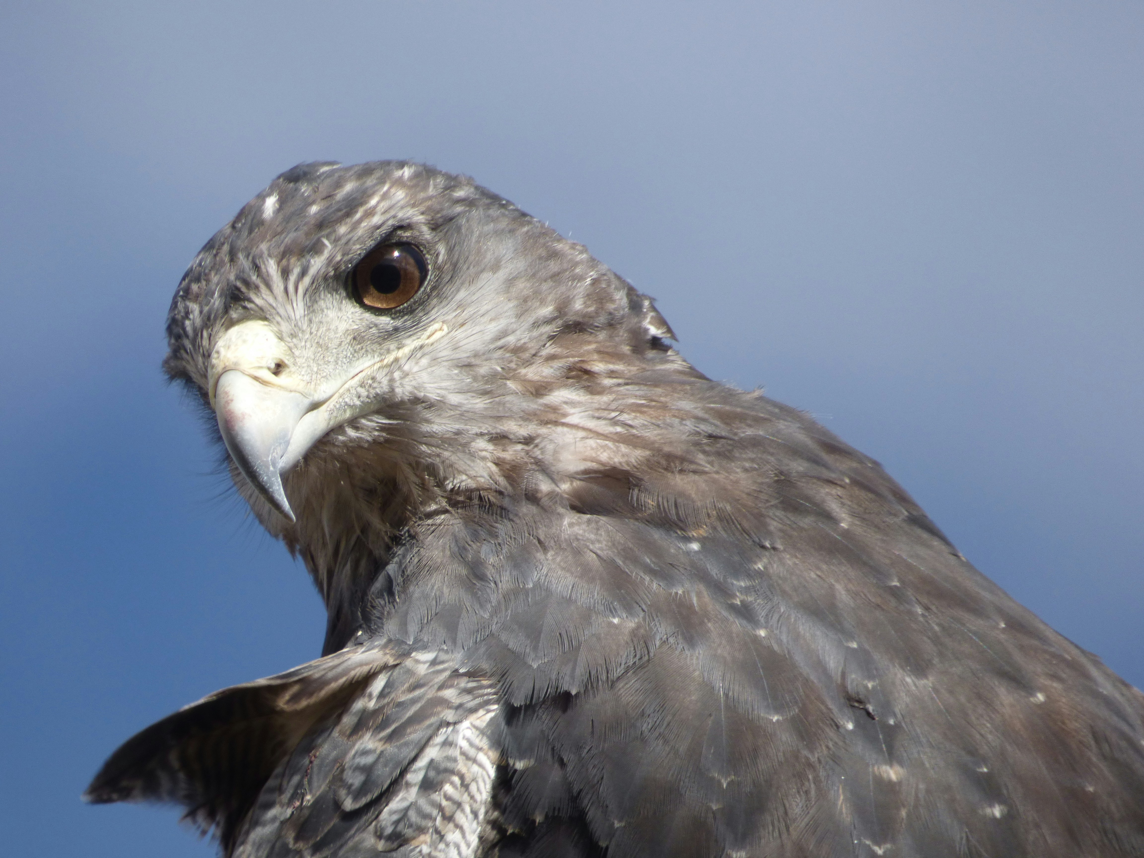 Photo by vergfaust67