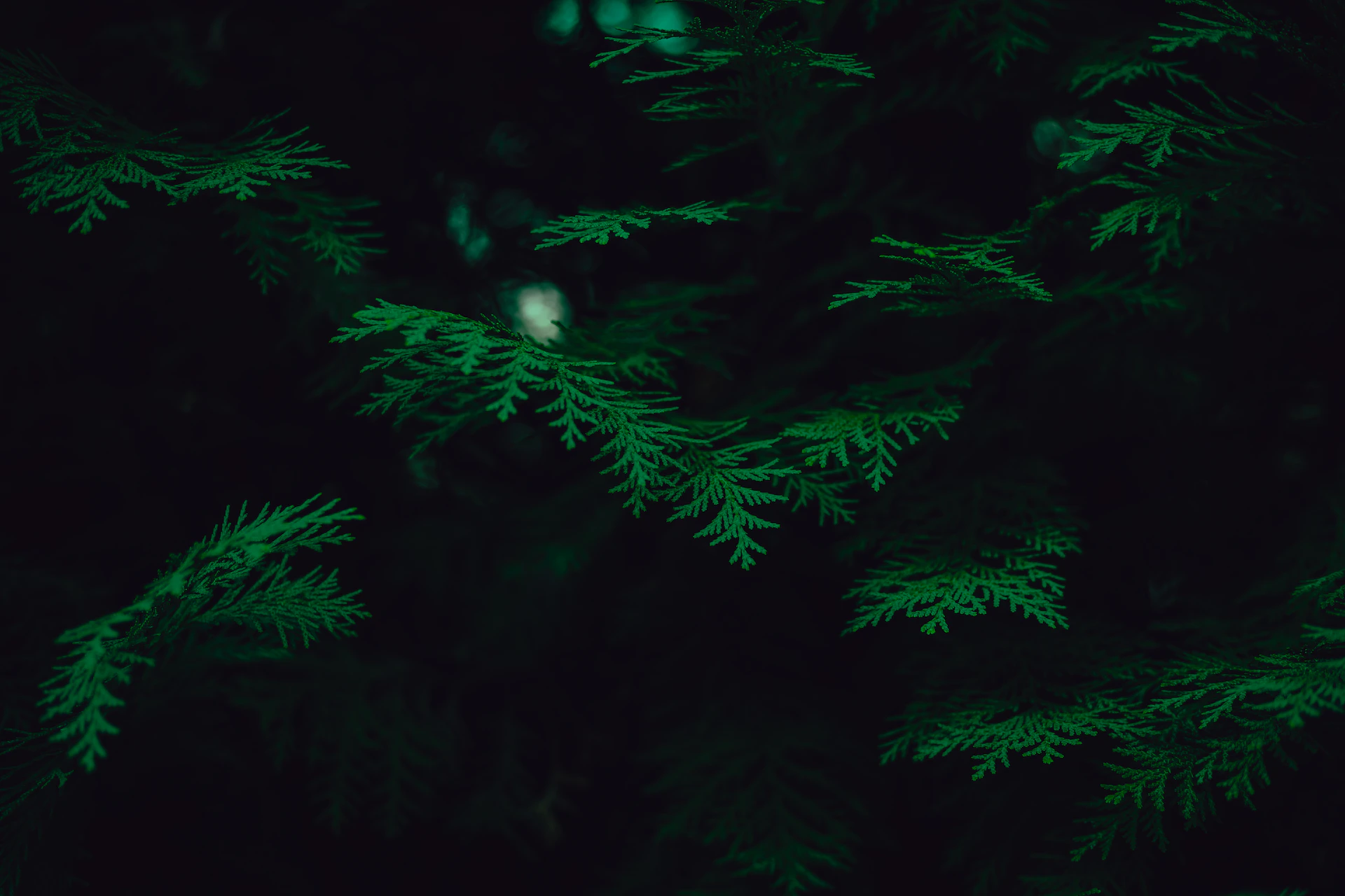 a close-up of some pine needles
