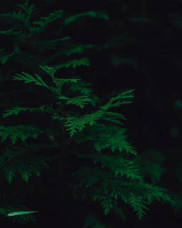 Theater stage lit softly with green foliage and a minimalist set evoking a garden setting.