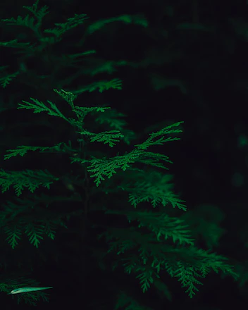 Theater stage lit softly with green foliage and a minimalist set evoking a garden setting.