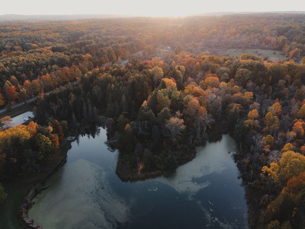 a river surrounded by trees