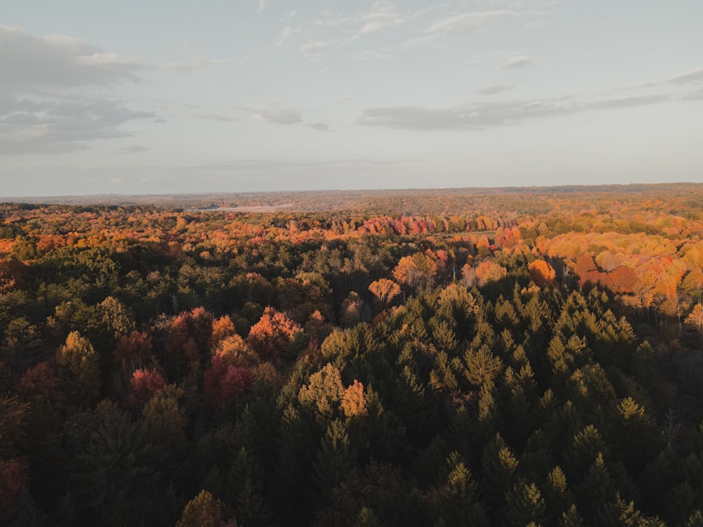 a forest of trees