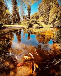 A serene pond surrounded by lush greenery and tall trees, with several colorful koi fish swimming near the surface. The water reflects the vivid blue sky and the towering trees, creating a tranquil and picturesque scene.