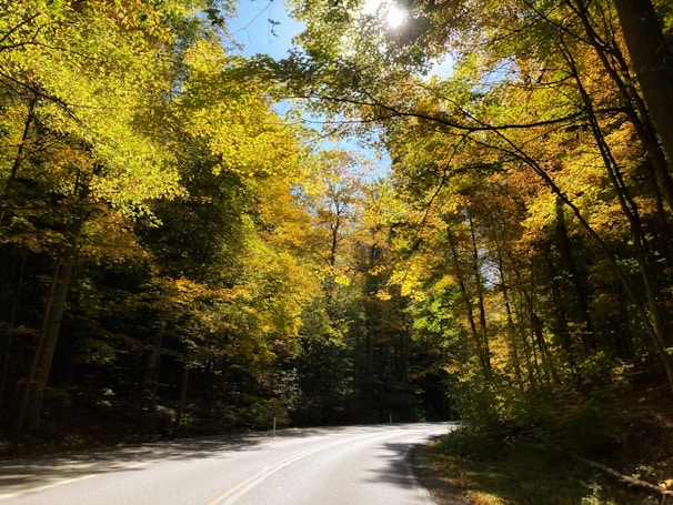 A scenic drive through the autumn forests of Umbria with golden leaves lining the road.