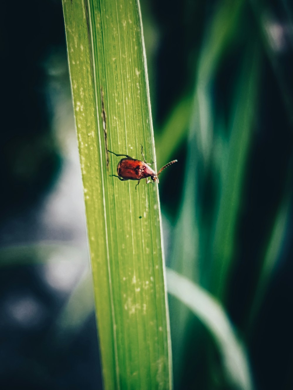 Un insecto rojo en una hoja verde