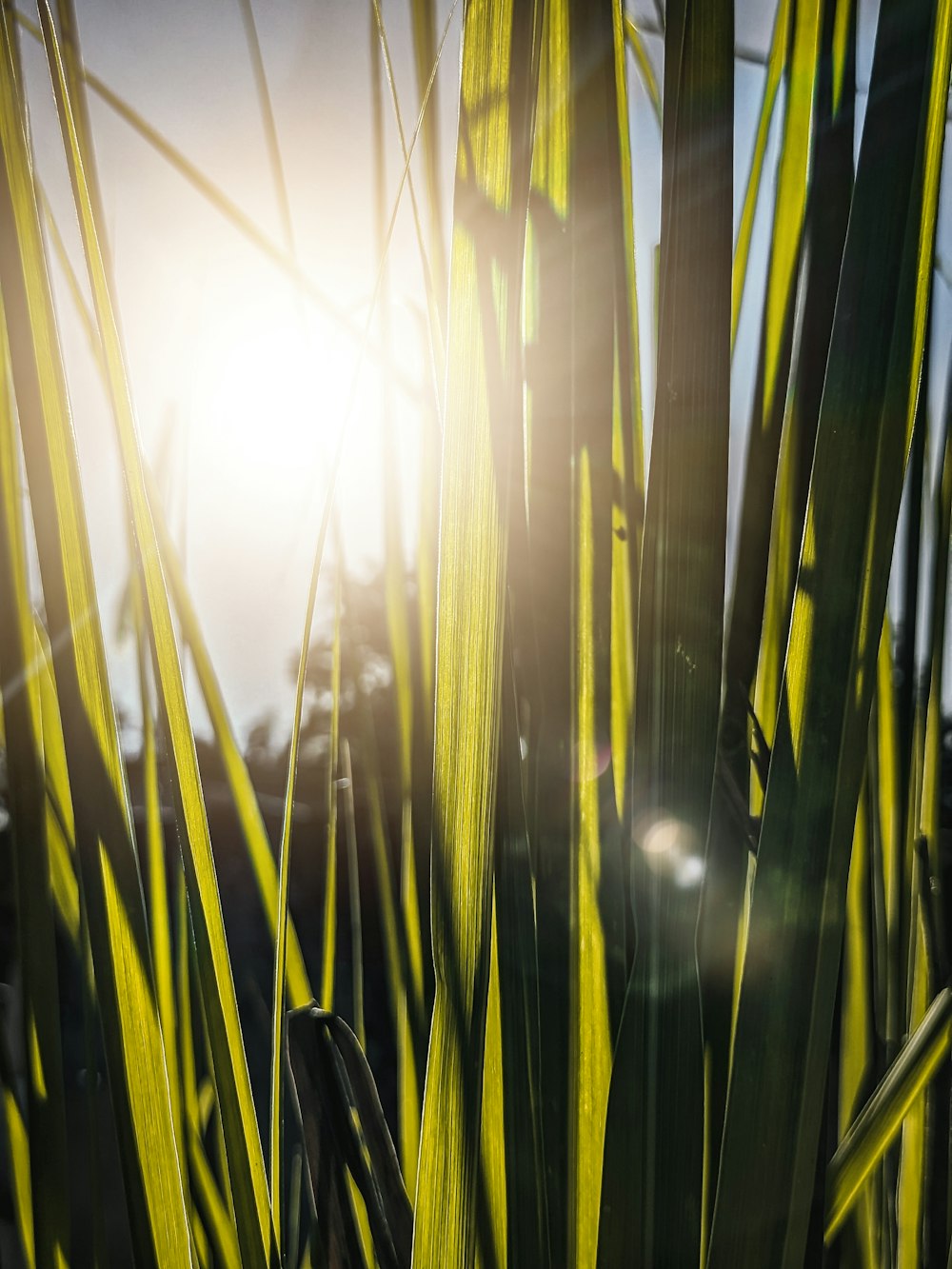 a close-up of some bamboo