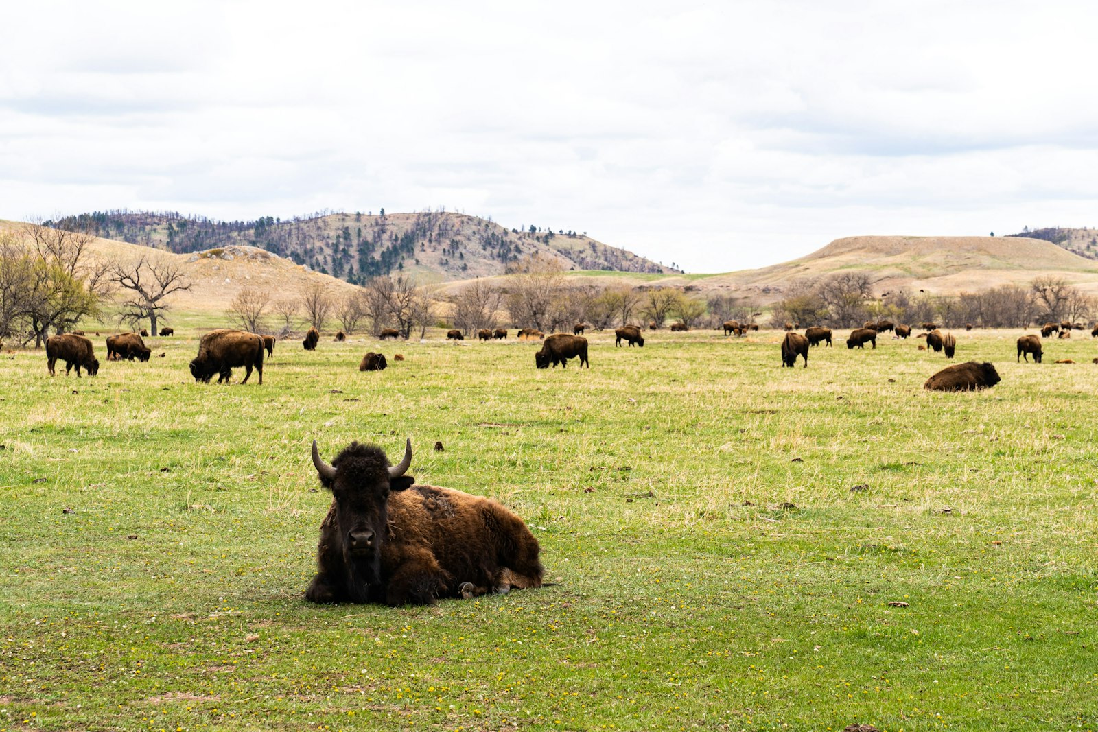 A bison lying in green grass in the foreground with dozens more grazing across a wide valley below bare rounded hills