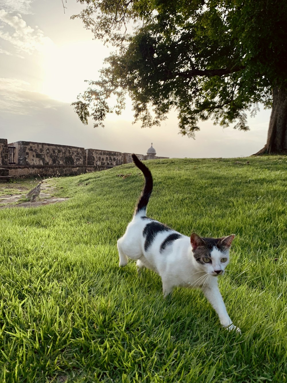 Un gato parado sobre la hierba