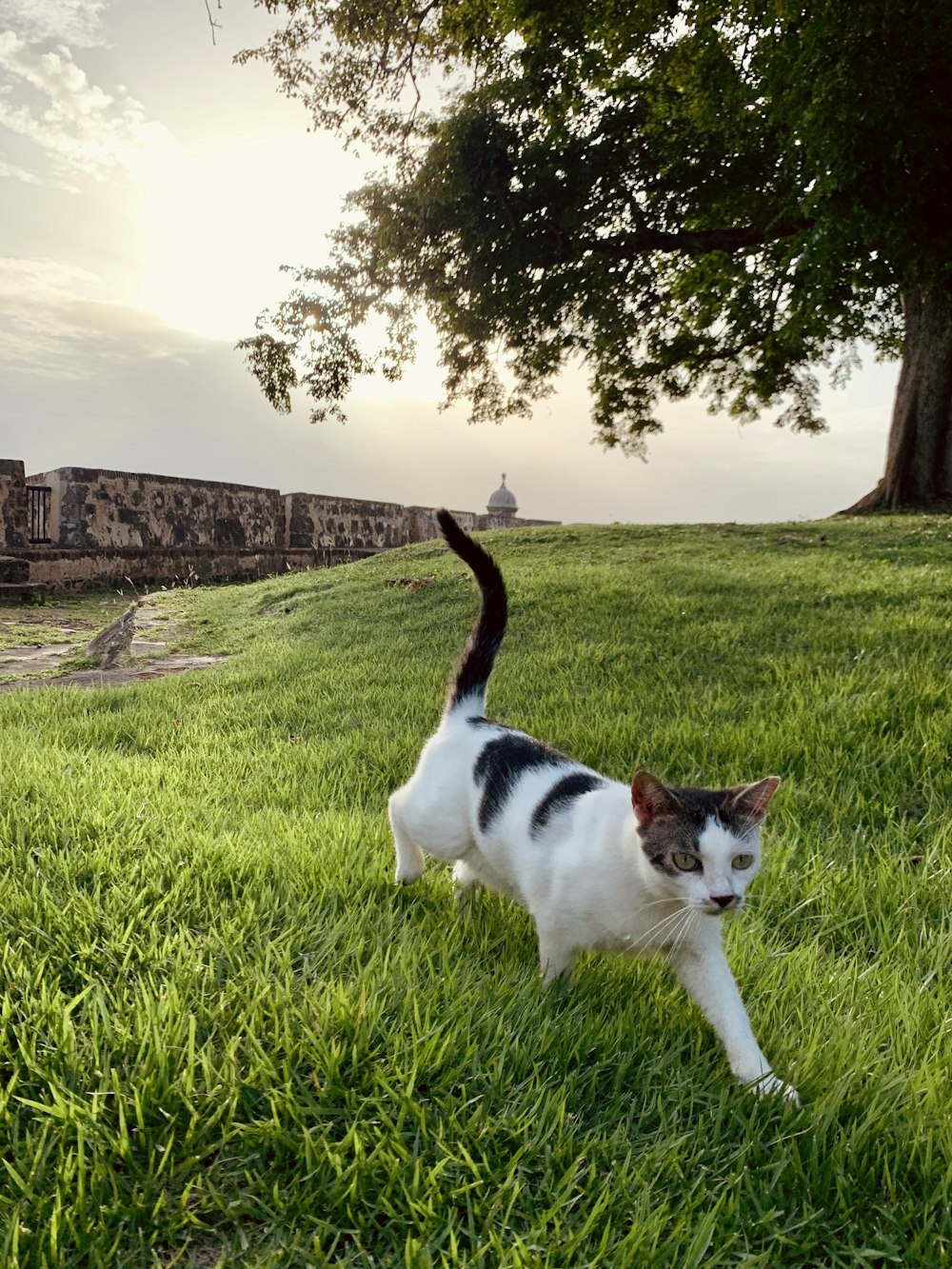 Eine Katze steht auf Gras