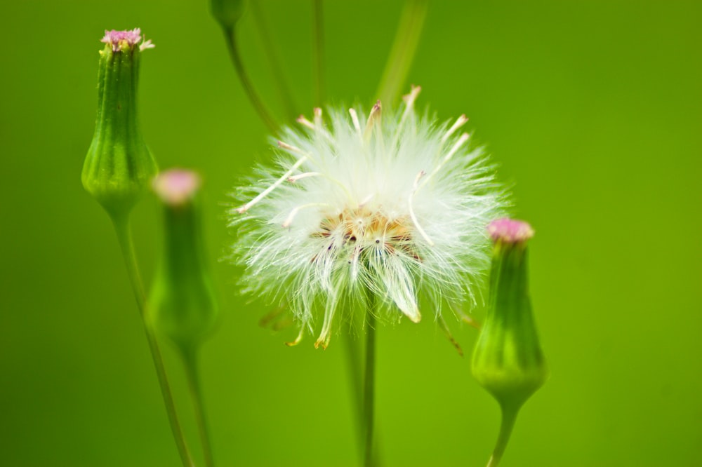 a close-up of a flower