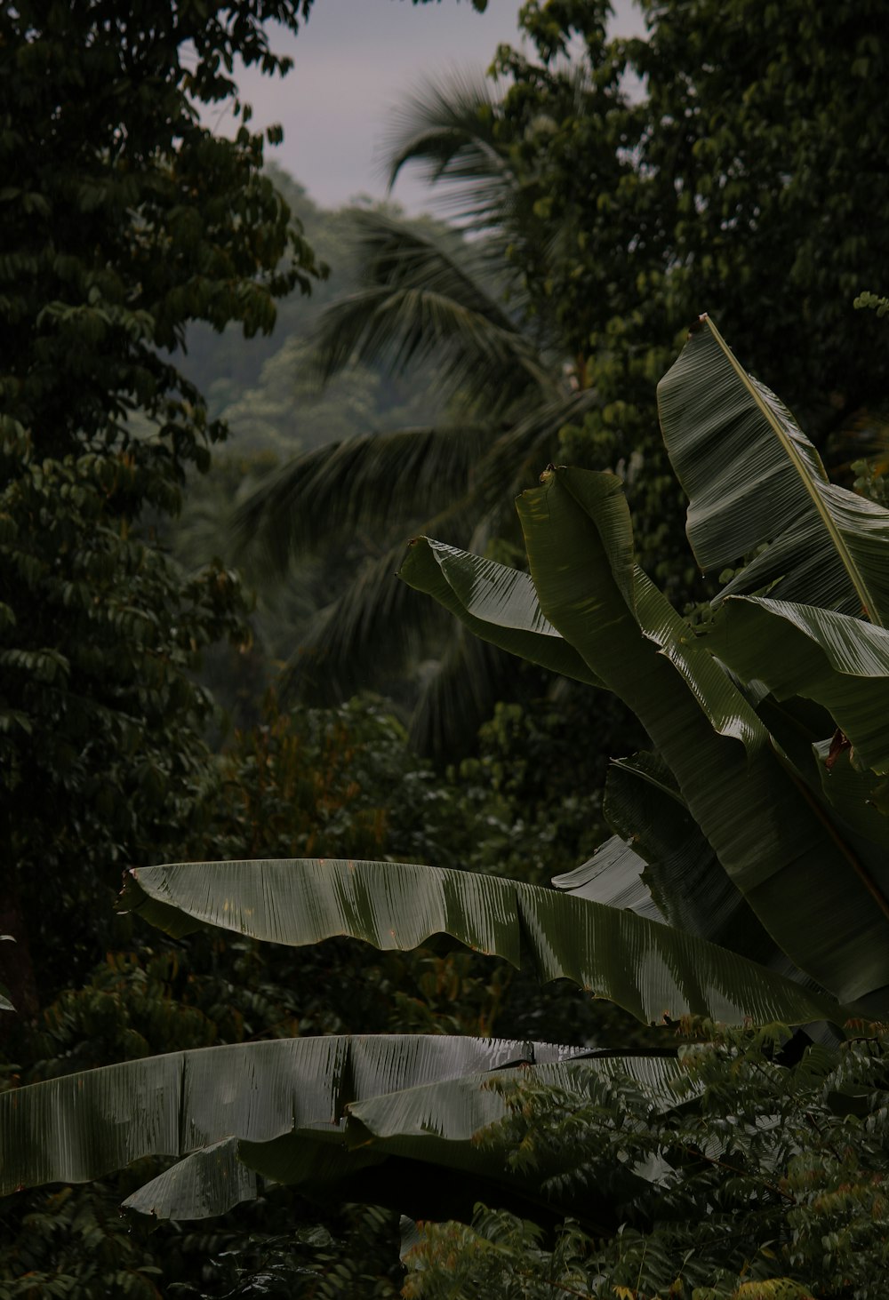 a group of palm trees