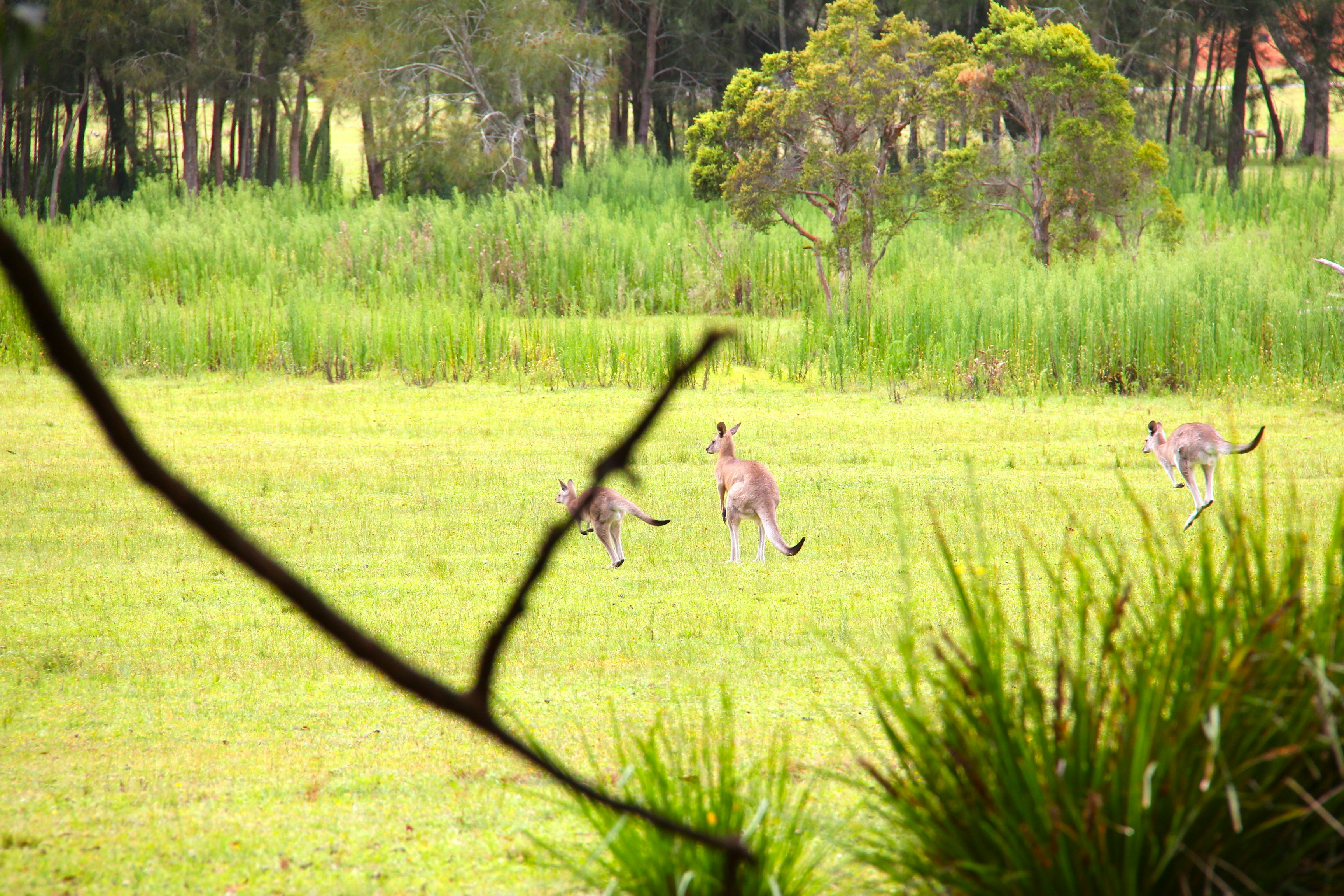 Kangaroos in the wild