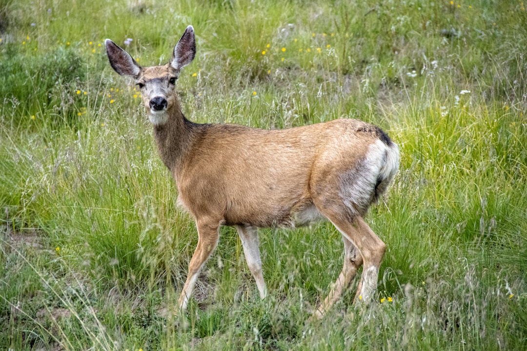 Desperate to Rid Catalina of Invasive Deer, Officials Propose Bold Helicopter Hunt