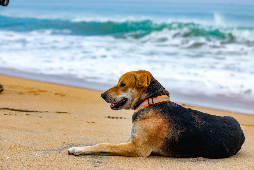 a dog lying on the beach