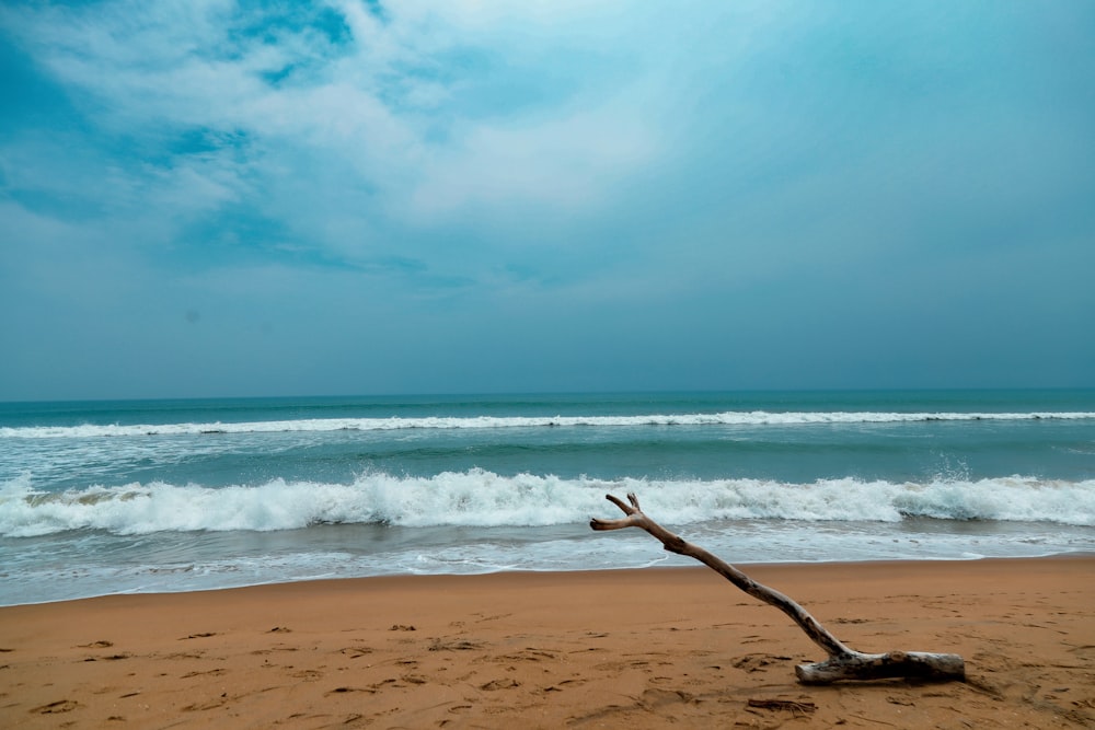 a log on a beach