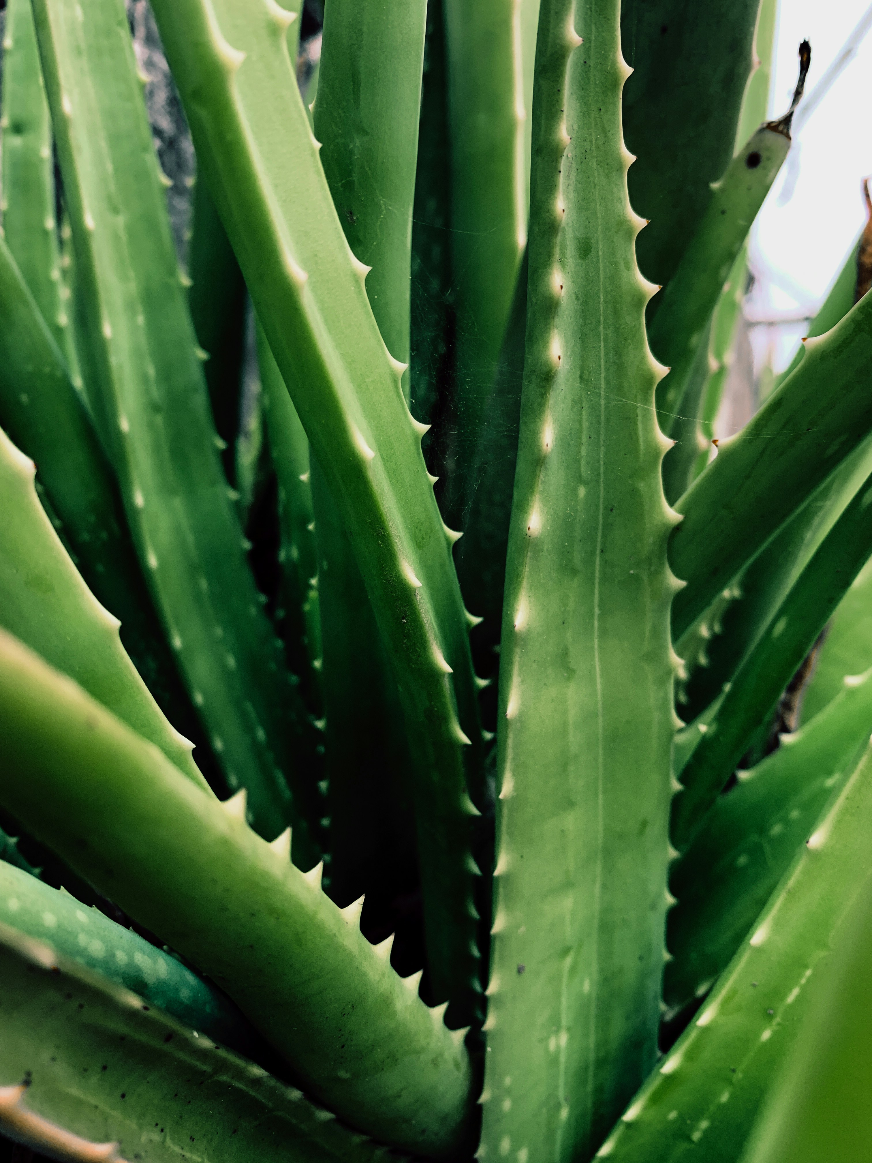 Photo by shyammishra94