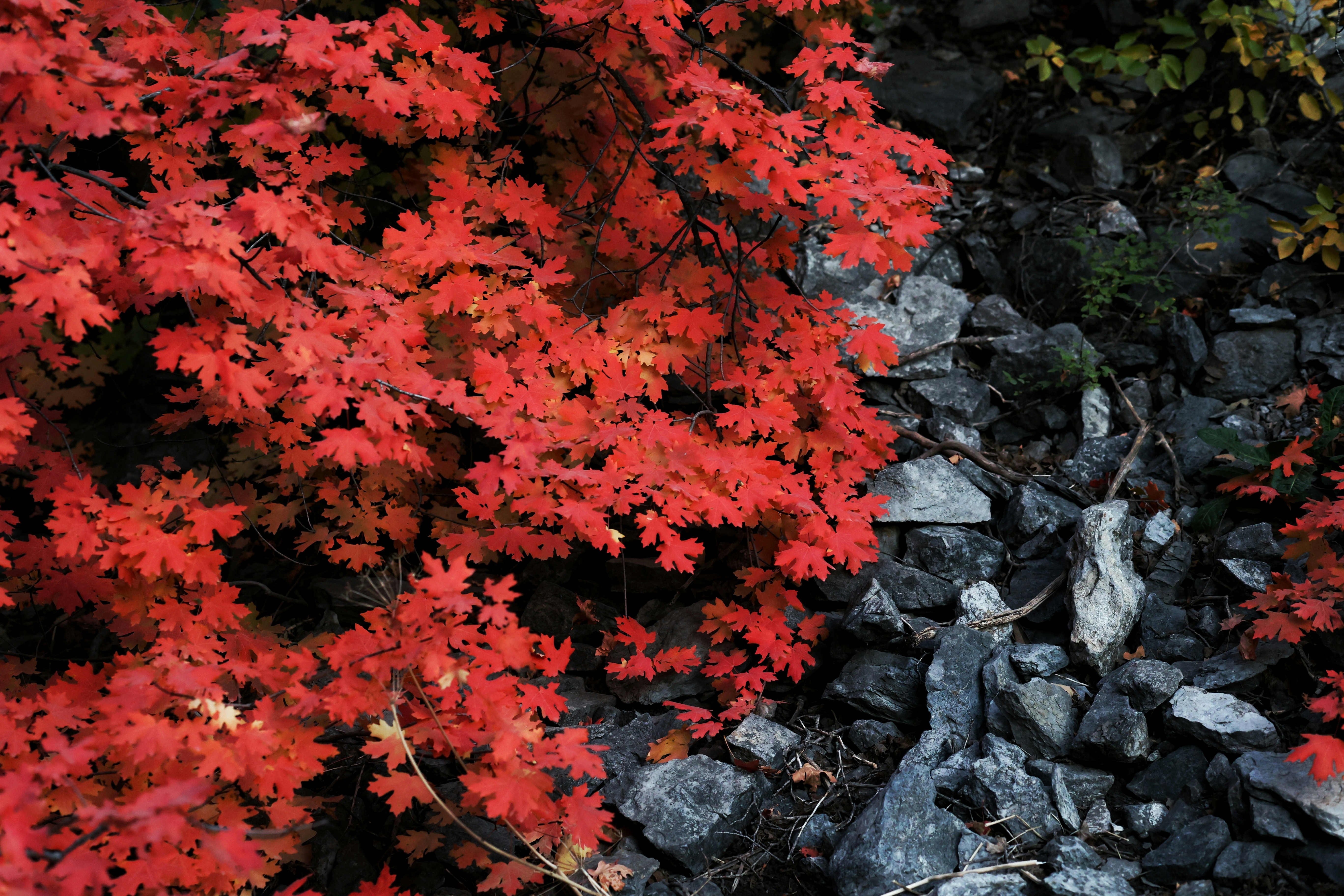 Photo by joshua_hoehne