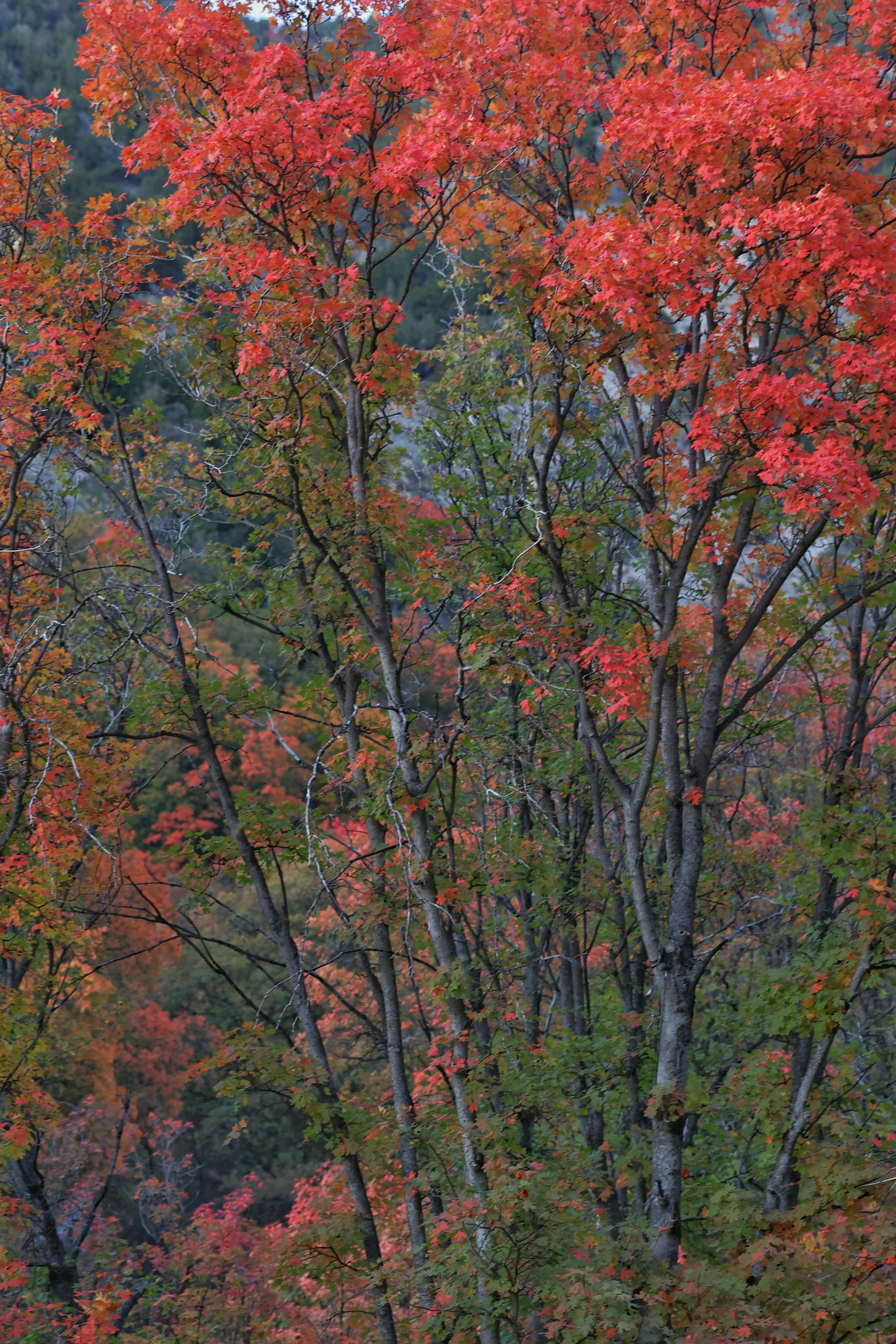 Photo by joshua_hoehne