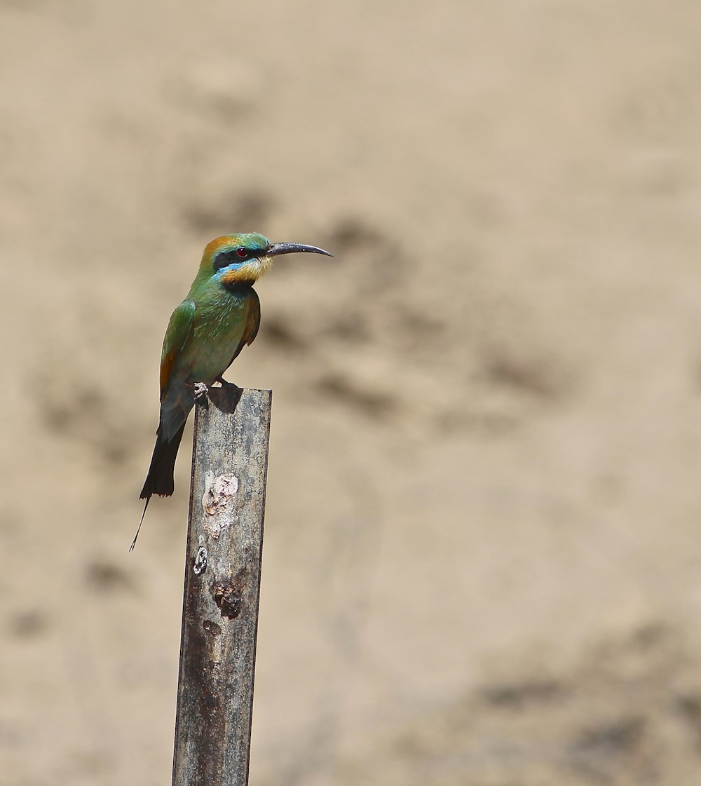 a bird perched on a stick
