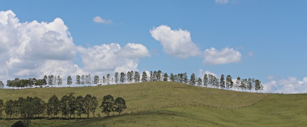 a grassy hill with trees on it