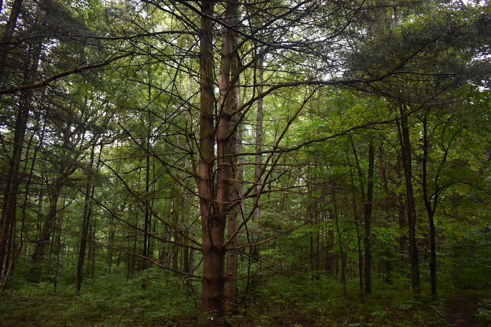 a forest with trees