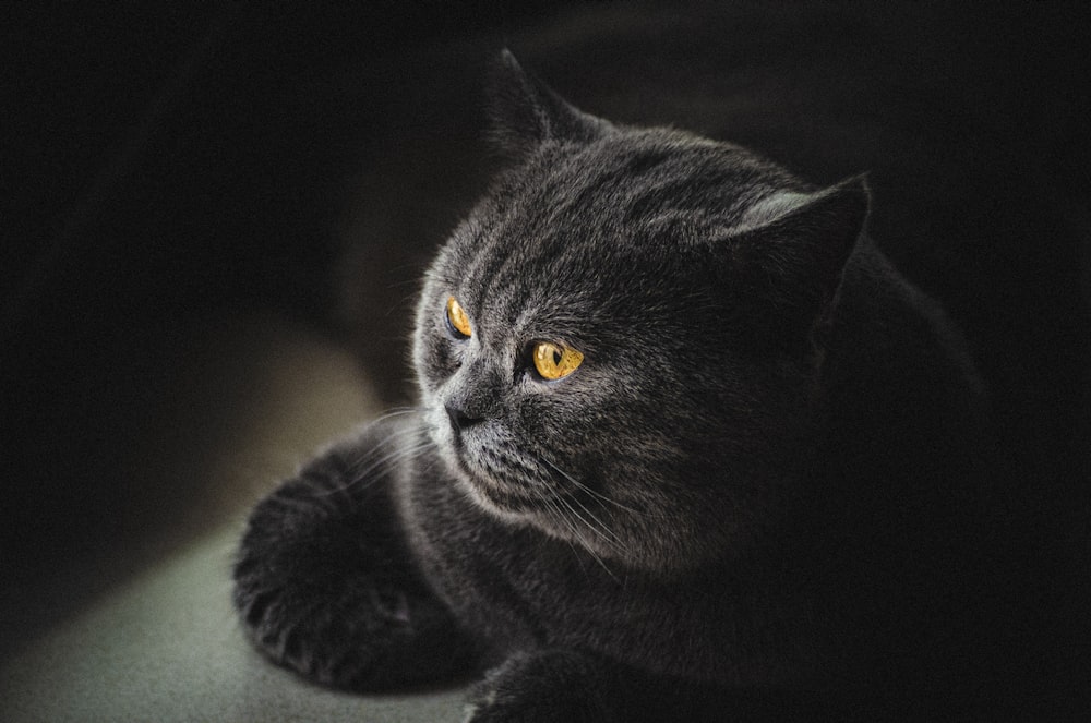 um gato preto com olhos amarelos