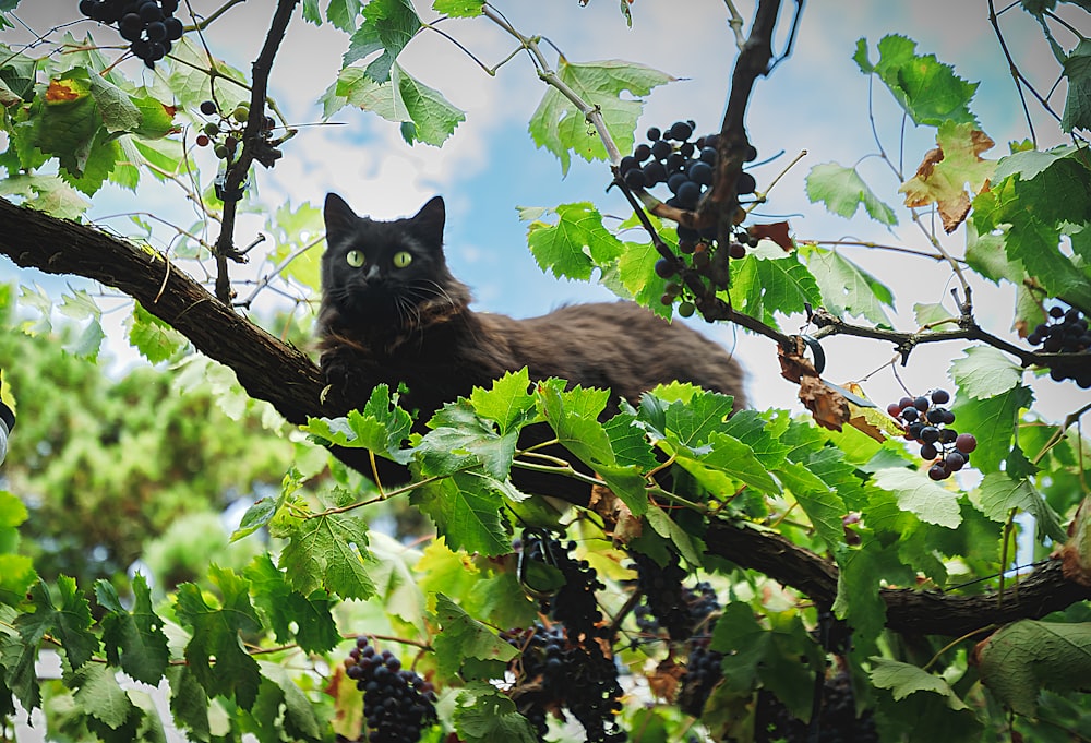 a cat in a tree