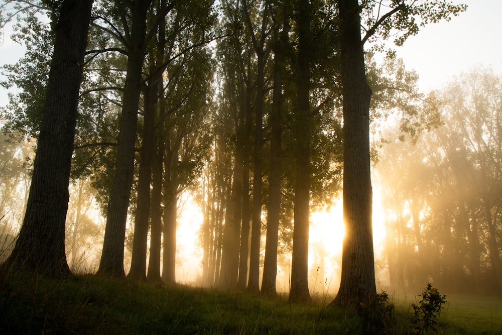 sun shining through the trees