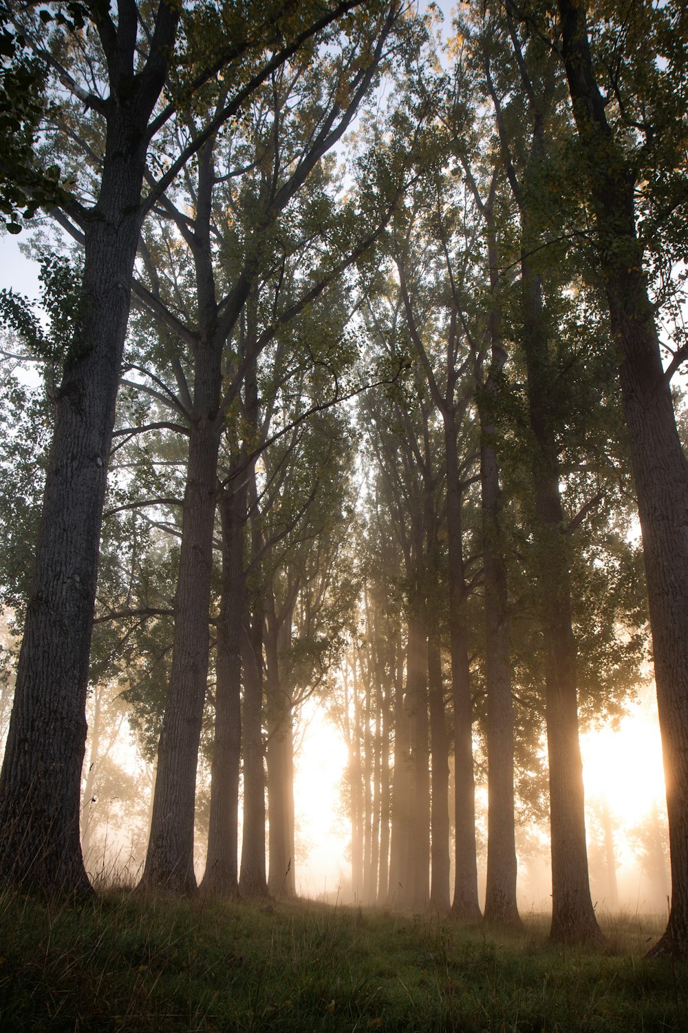 sun shining through the trees