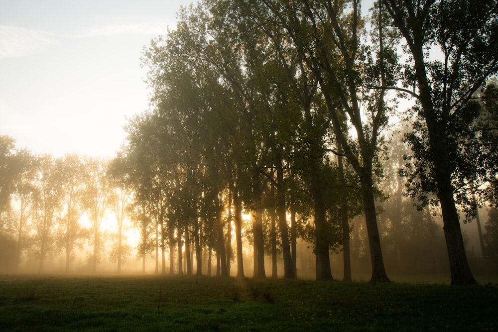 a forest of trees