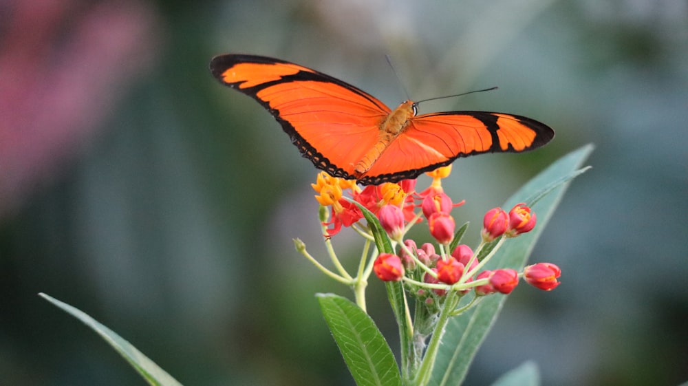 a butterfly on a flower